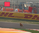A stray dog causes a red flag early in FP1