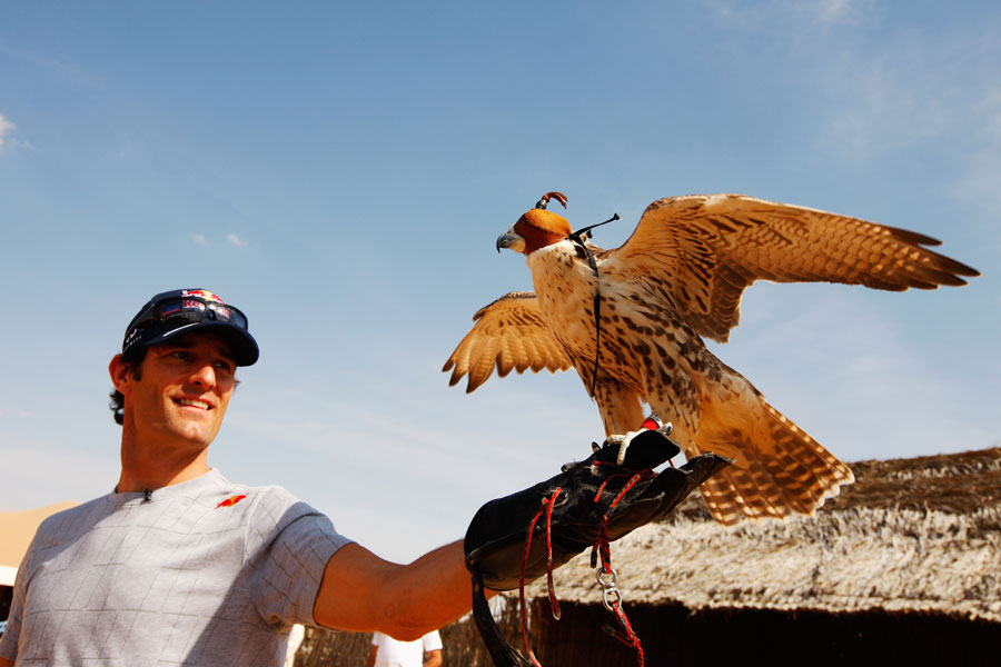 Mark Webber learns how to handle a falcon on a Sand Dune Safari