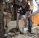 Sebastian Vettel handles a sheep on a farm outside Melbourne