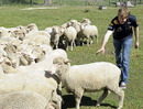 Sebastian Vettel herds sheep as part of his pre-season preparations